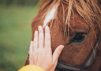 Animal Communication Course -  Online